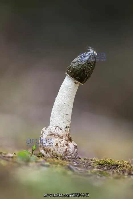 : Common Stinkhorn - Fungus - UK : Common Stinkhorn - Fungus - UK