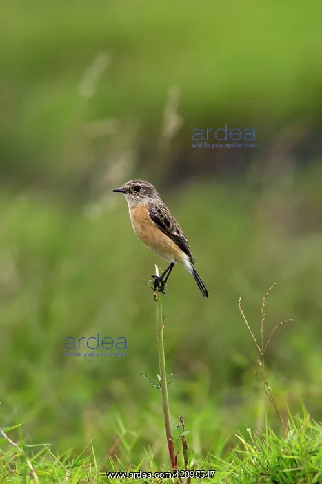 : Common Stonechat : Common Stonechat