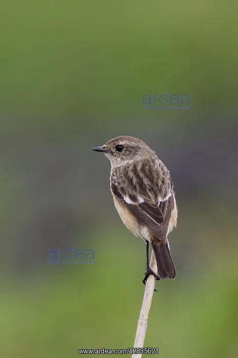 : Common Stonechat : Common Stonechat