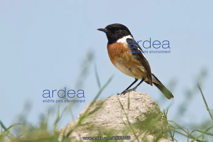 : Common Stonechat : Common Stonechat