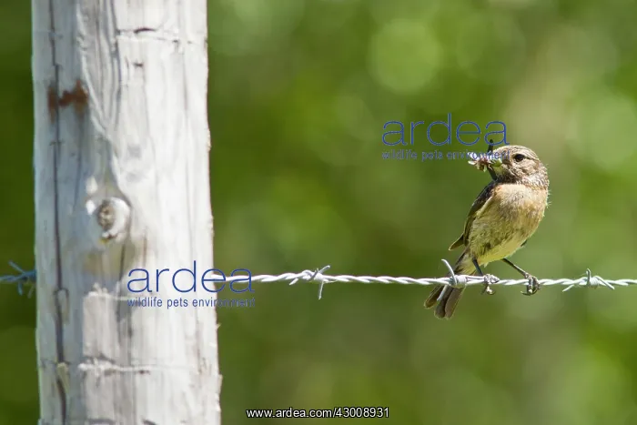 : Common Stonechat : Common Stonechat