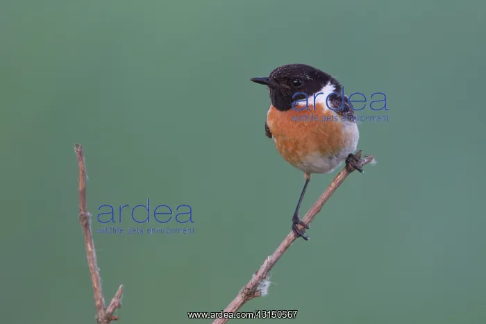 : Common Stonechat : Common Stonechat