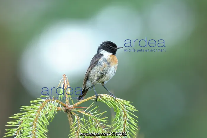 : Common Stonechat : Common Stonechat