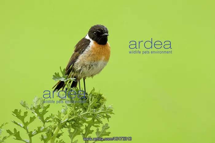 : Common Stonechat : Common Stonechat