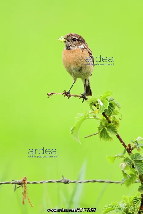 : Common Stonechat : Common Stonechat