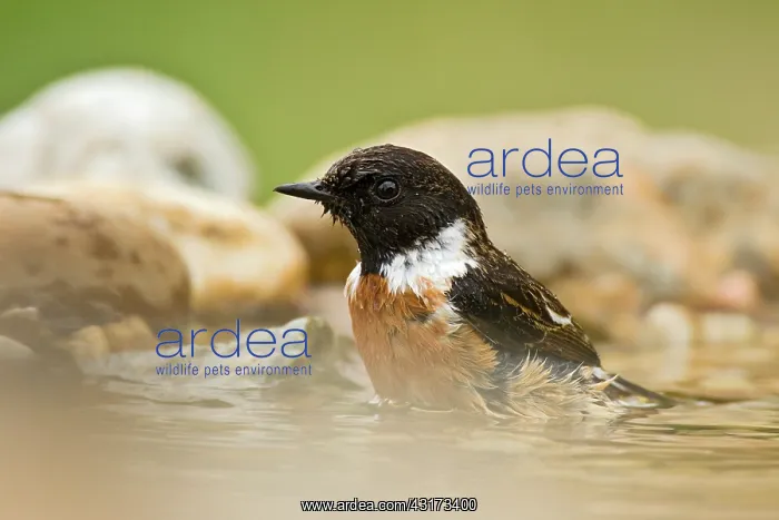 : Common Stonechat : Common Stonechat