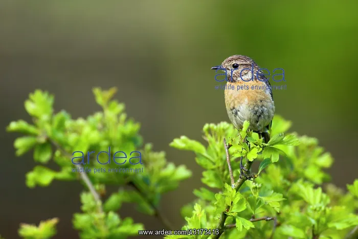  : Common Stonechat