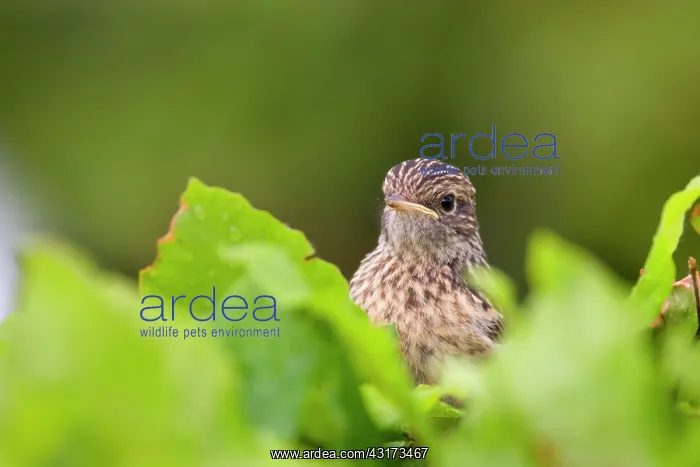 : Common Stonechat : Common Stonechat