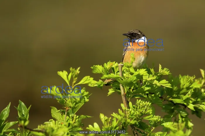 : Common Stonechat : Common Stonechat