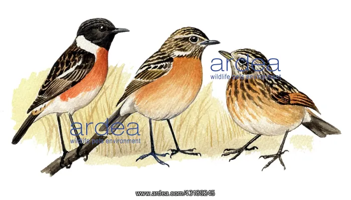 : Common Stonechat : Common Stonechat