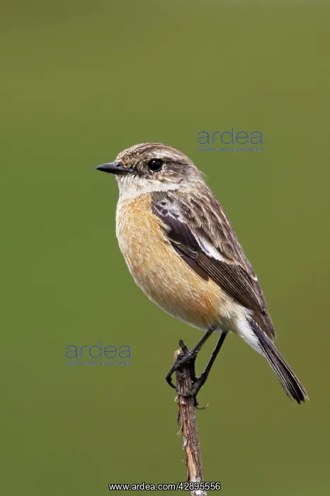 : Common Stonechat - female : Common Stonechat - female