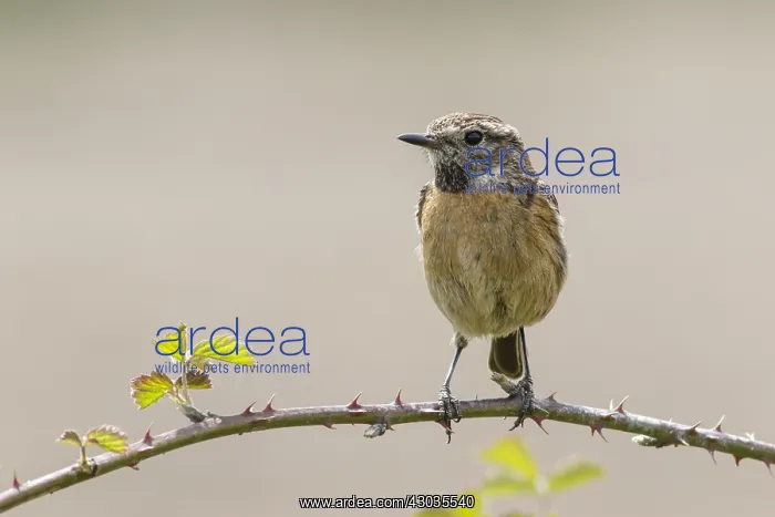 : Common Stonechat - female perched on a branch : Common Stonechat - female perched on a branch
