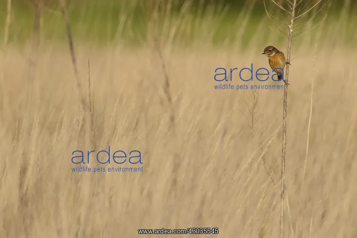 : Common Stonechat - female perched on a branch : Common Stonechat - female perched on a branch
