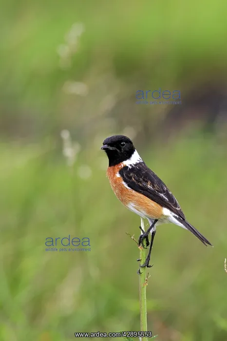 : Common Stonechat - male : Common Stonechat - male