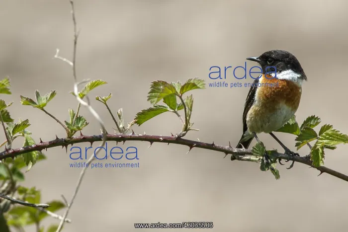 : Common Stonechat - male perched on a branch - : Common Stonechat - male perched on a branch -