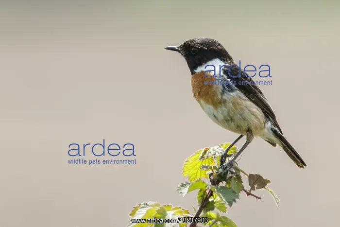 : Common Stonechat - male perched on a branch - : Common Stonechat - male perched on a branch -