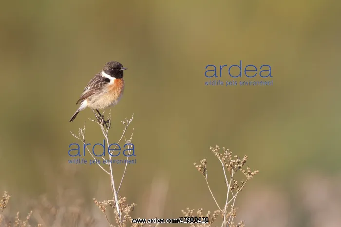 : Common Stonechat - portrait of male in summer plumage : Common Stonechat - portrait of male in summer plumage