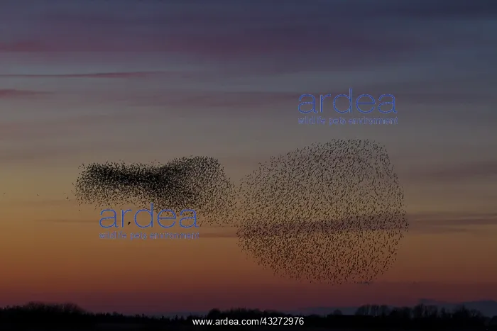 : Common Stralings - flying flock at sunset - Germany : Common Stralings - flying flock at sunset - Germany