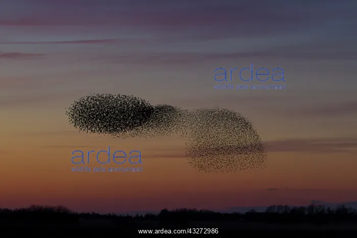 : Common Stralings - flying flock at sunset - Germany : Common Stralings - flying flock at sunset - Germany