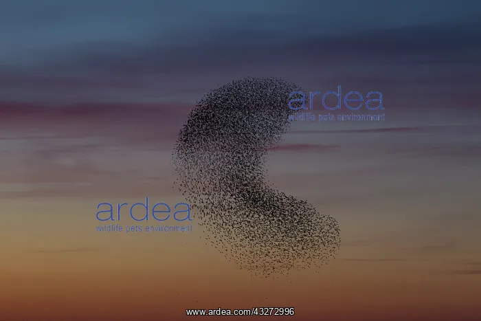 : Common Stralings - flying flock at sunset - Germany : Common Stralings - flying flock at sunset - Germany