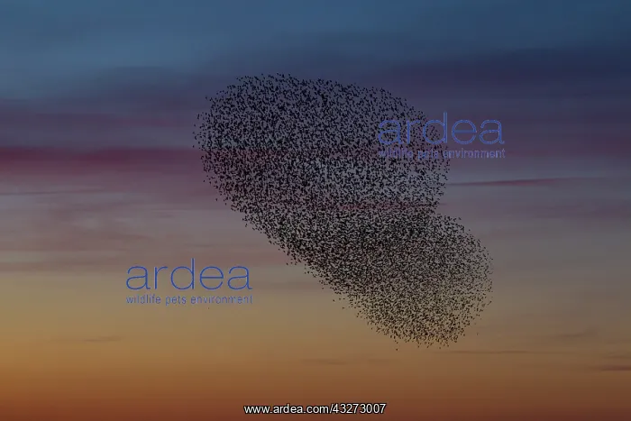 : Common Stralings - flying flock at sunset - Germany : Common Stralings - flying flock at sunset - Germany