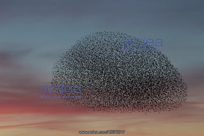 : Common Stralings - flying flock at sunset - Germany : Common Stralings - flying flock at sunset - Germany