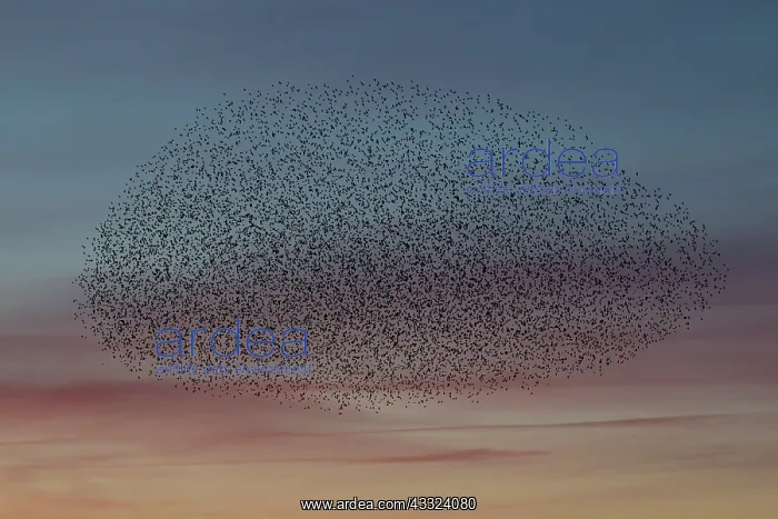 : Common Stralings - flying flock at sunset - Germany : Common Stralings - flying flock at sunset - Germany