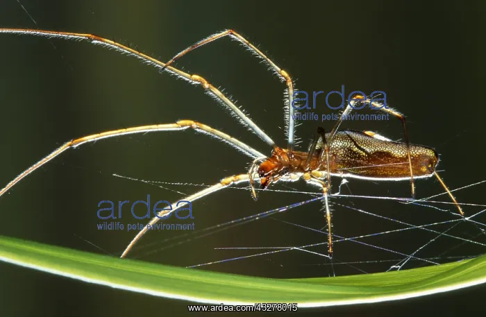 : Common Stretch-spider (Tetragnatha extensa) in : Common Stretch-spider (Tetragnatha extensa) in