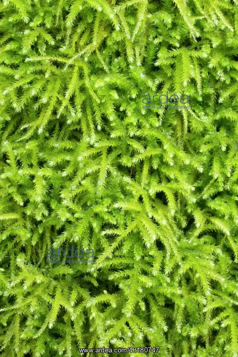  : Common striated feather-moss - Hanvec, Foret du