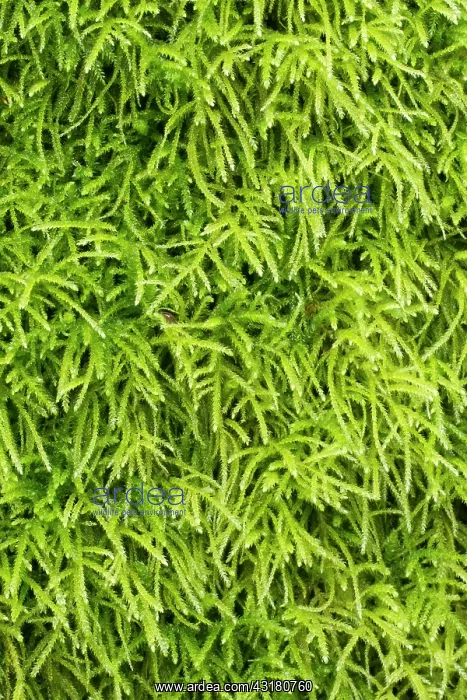 : Common striated feather-moss - Hanvec, Foret du : Common striated feather-moss - Hanvec, Foret du
