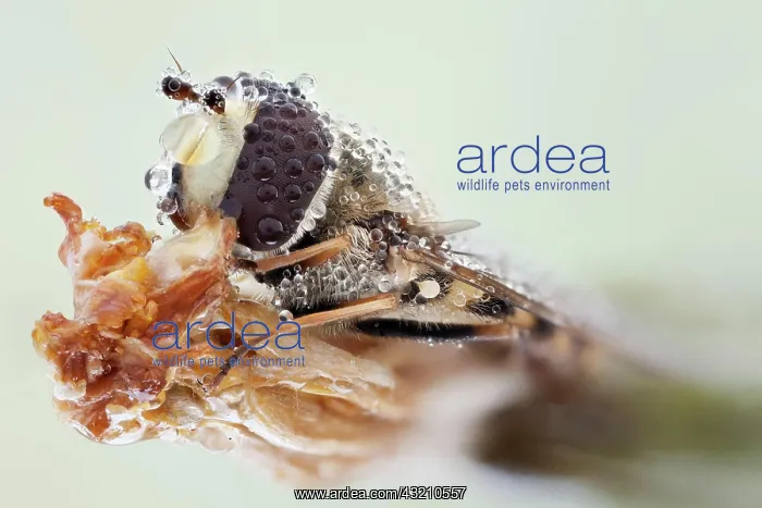 : As their common name suggests, they are often se : As their common name suggests, they are often se