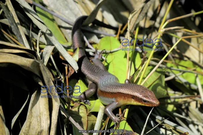 : Common Sun Skink : Common Sun Skink