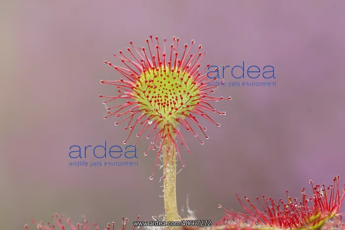 : Common sundew (Drosera rotundifolia), close-up, fully spread : Common sundew (Drosera rotundifolia), close-up, fully spread