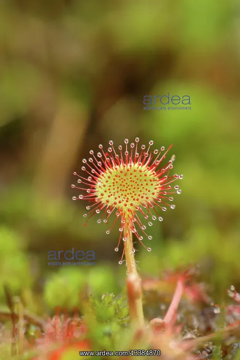 : Common sundew (Drosera rotundifolia), carnivorous : Common sundew (Drosera rotundifolia), carnivorous