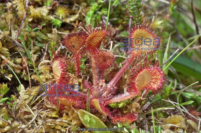 : Common Sundew - Insect eating plant : Common Sundew - Insect eating plant