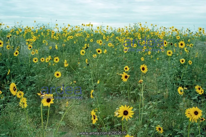 : Common Sunflower : Common Sunflower