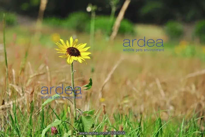 : Common Sunflower : Common Sunflower