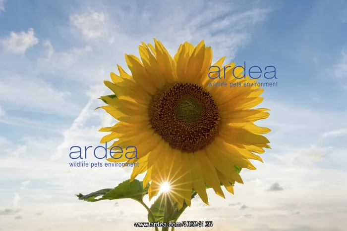 : Common Sunflower - flowering - Germany : Common Sunflower - flowering - Germany