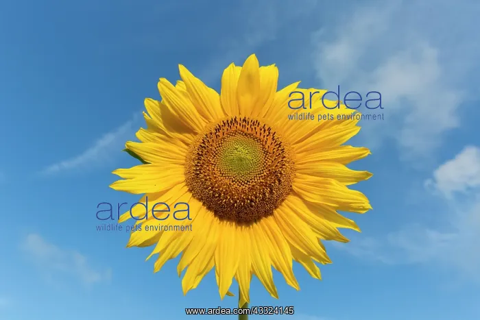 : Common Sunflower - flowering - Germany : Common Sunflower - flowering - Germany