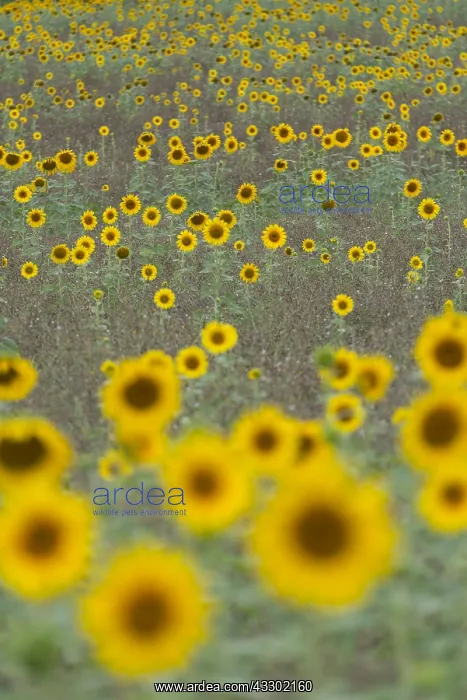 : Common Sunflower (Helianthus annuus) field flow : Common Sunflower (Helianthus annuus) field flow