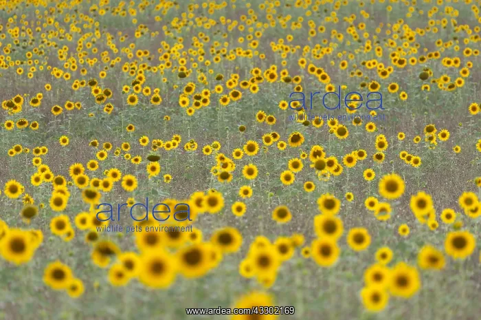 : Common Sunflower (Helianthus annuus) field flow : Common Sunflower (Helianthus annuus) field flow