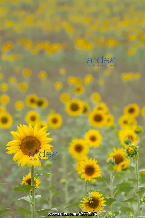 : Common Sunflower (Helianthus annuus) field flow : Common Sunflower (Helianthus annuus) field flow