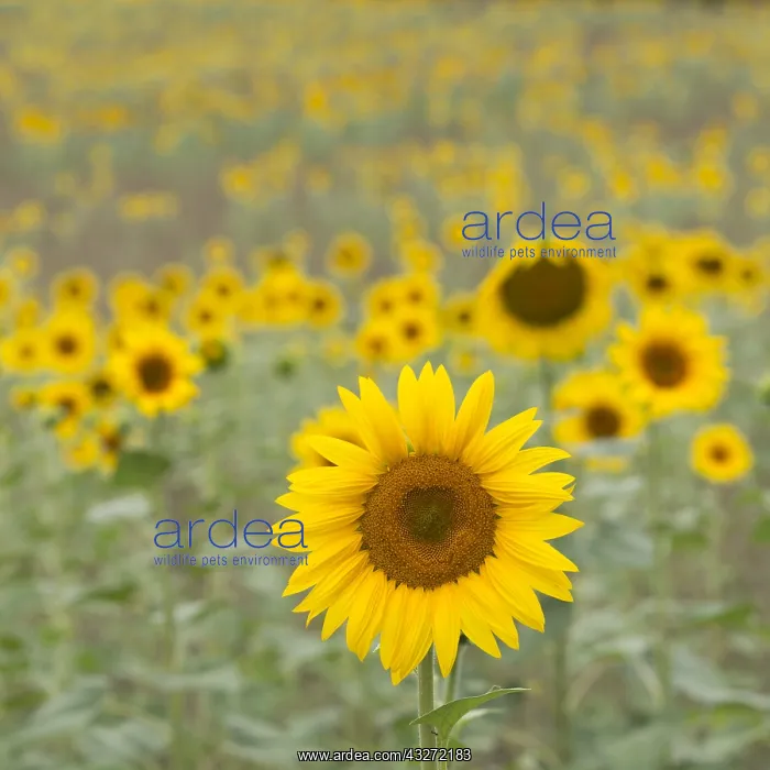 : Common Sunflower (Helianthus annuus) field flowering : Common Sunflower (Helianthus annuus) field flowering