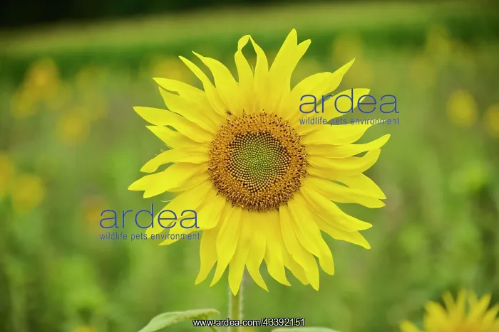 : Common sunflower (Helianthus annuus) growing on : Common sunflower (Helianthus annuus) growing on