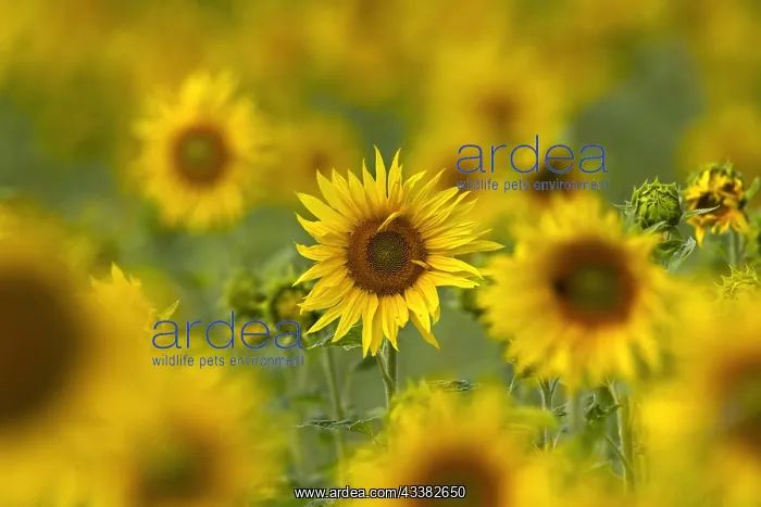 : Common sunflowers (Helianthus annuus) flowering in field : Common sunflowers (Helianthus annuus) flowering in field