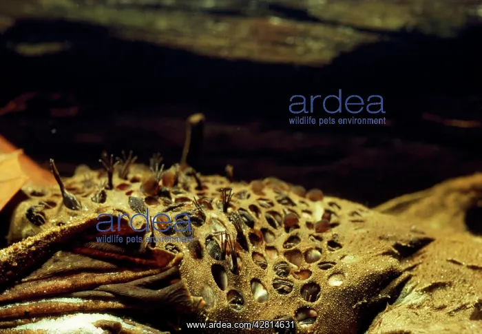  : Common Suriname  /  Star-fingered  /  Pipa Pipa Toad