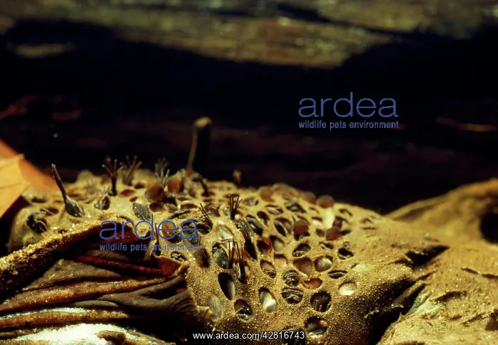 : Common Suriname / Star-fingered / Pipa Pipa Toad : Common Suriname / Star-fingered / Pipa Pipa Toad