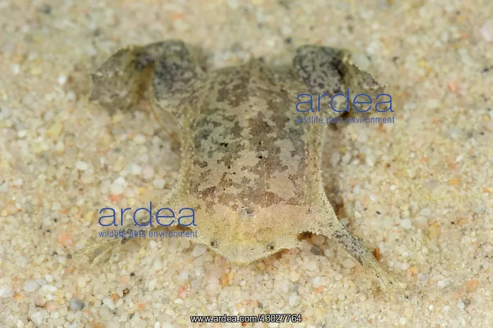 : Common Suriname Toad / Star-fingered Toad, Leticia, Colombia : Common Suriname Toad / Star-fingered Toad, Leticia, Colombia