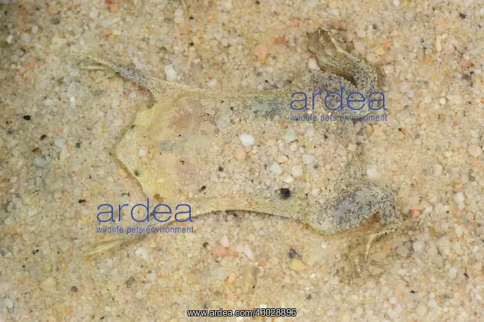 : Common Suriname Toad / Star-fingered Toad, Leticia, Colombia : Common Suriname Toad / Star-fingered Toad, Leticia, Colombia