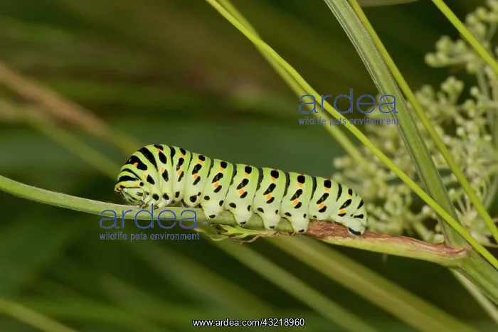 : Common Swallowtail Butterfly - larvae on its food-plant : Common Swallowtail Butterfly - larvae on its food-plant